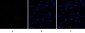CD63 Polyclonal Antibody